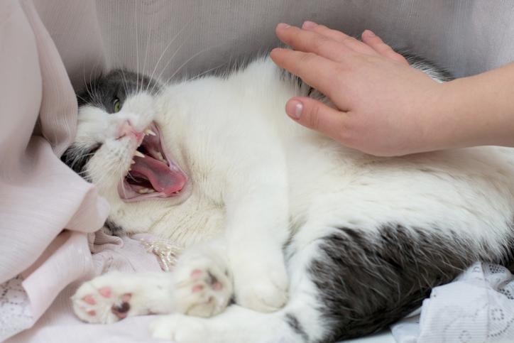 Why Do Cats Not Like Their Belly Scratched 2706 Orig