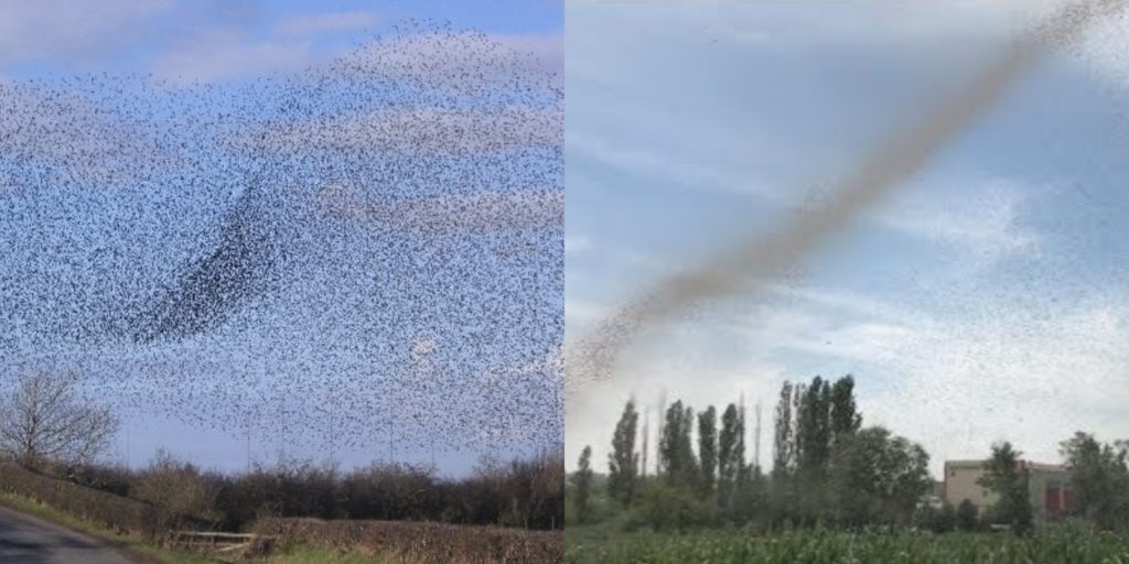 (Video) Watch Giant Mosquito Tornado Appearing In Russia