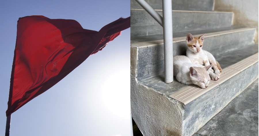 Malaysia Animal Association Launched Red Flags Movement To Help 