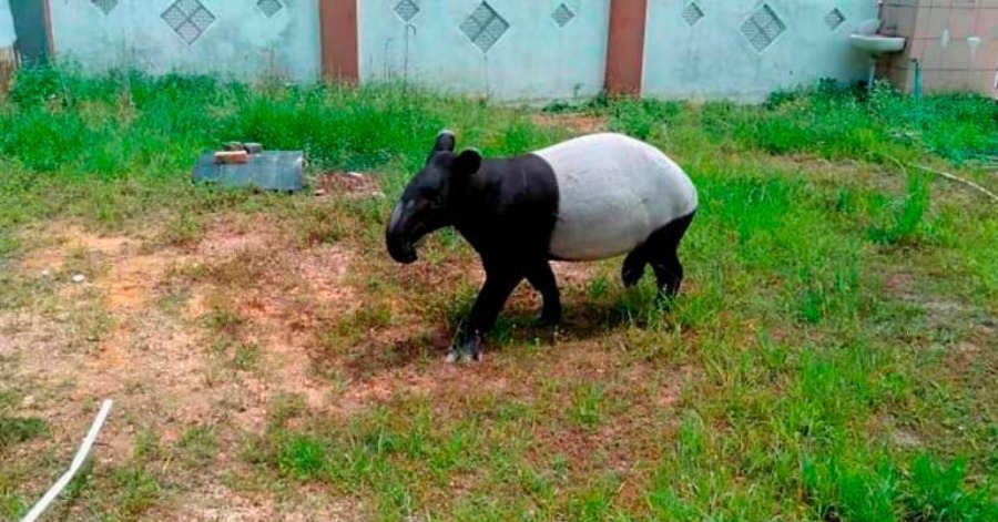 300 Kg Tapir Caught By Negeri Sembilan Wildlife