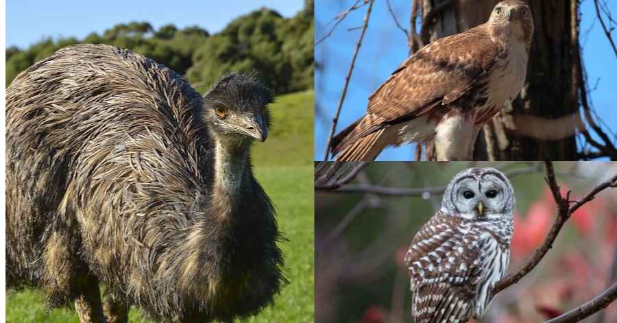 Video) Be Extra Careful With These 10 World Most Deadliest Birds!