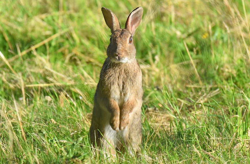 Mine rabbit. Стенд кролик. Кролик май. Мой рэббит. Rabbit Legs.