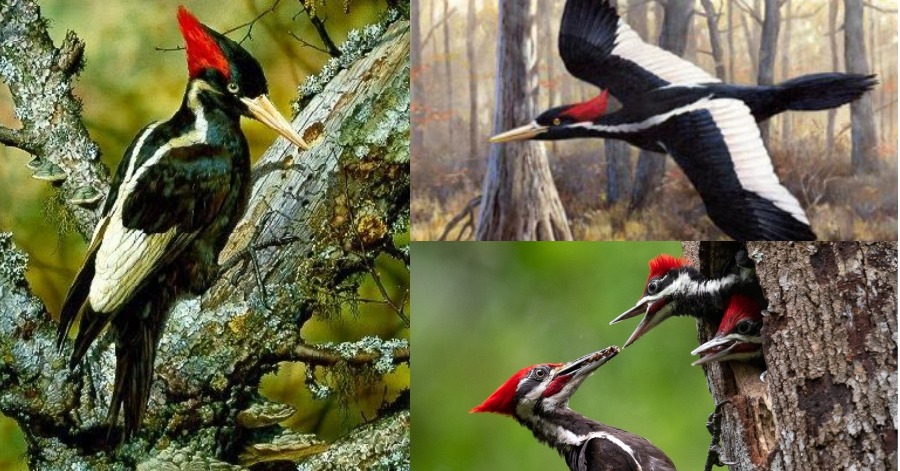 Video) Be Extra Careful With These 10 World Most Deadliest Birds!