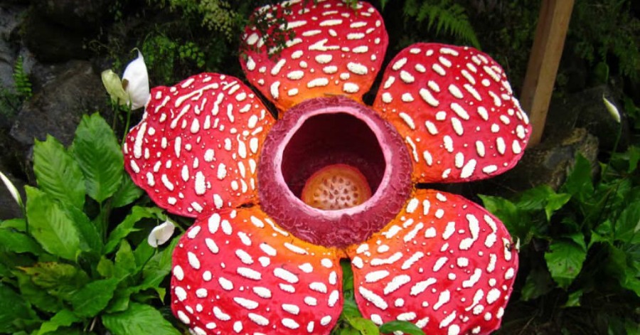 Rafflesia flower